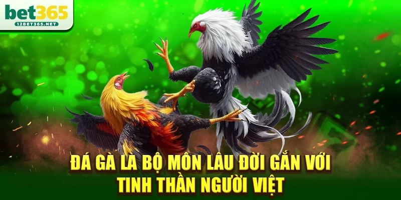 Đá gà là bộ môn lâu đời gắn với tinh thần người Việt